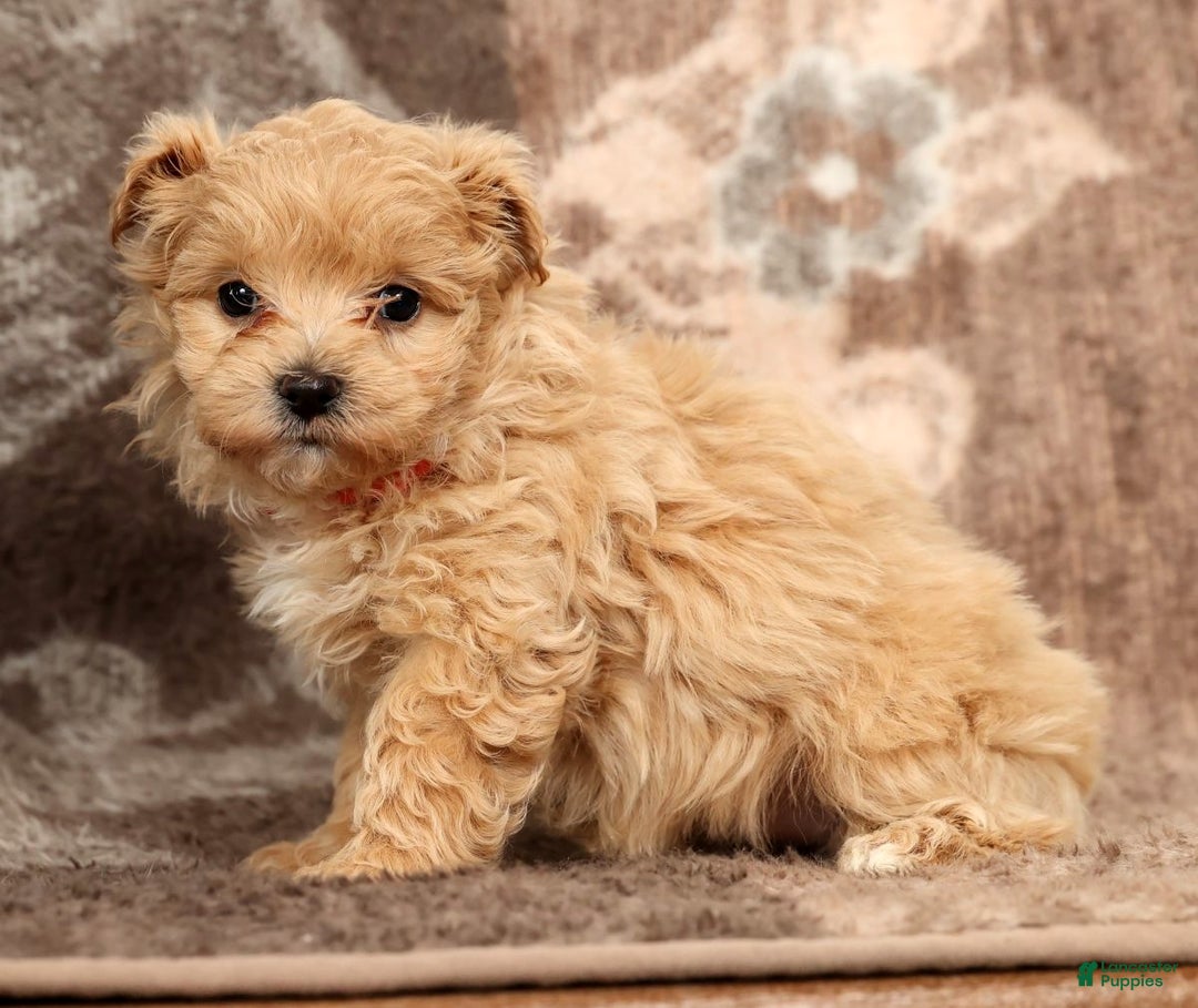 Maltipoo dogs for sale: Nova - Ad 6