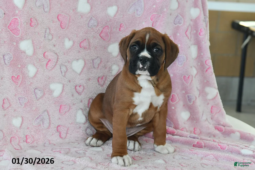 Boxer dogs for sale: Baxter - Ad 3
