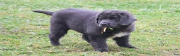 Newfoundland dogs for sale: Dolly - Ad 7