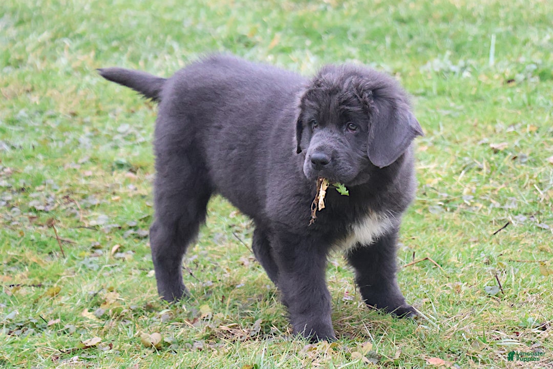 Newfoundland dogs for sale: Dolly - Ad 7