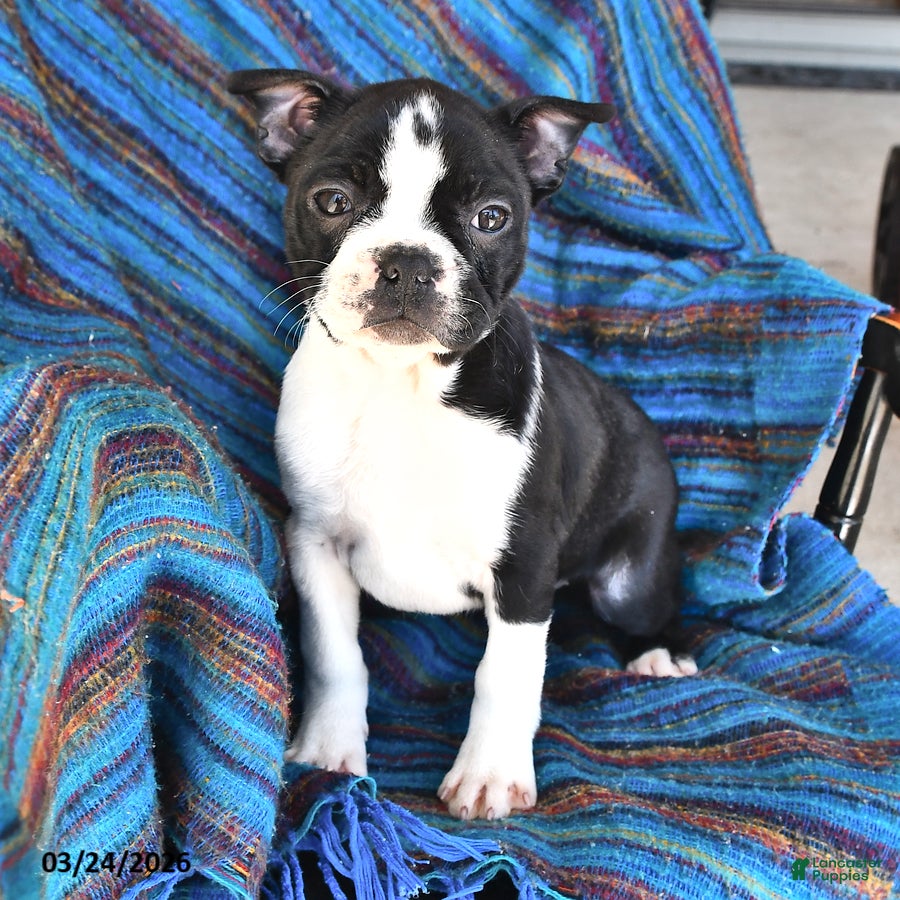 Boston Terrier dogs Genny - Ad 1