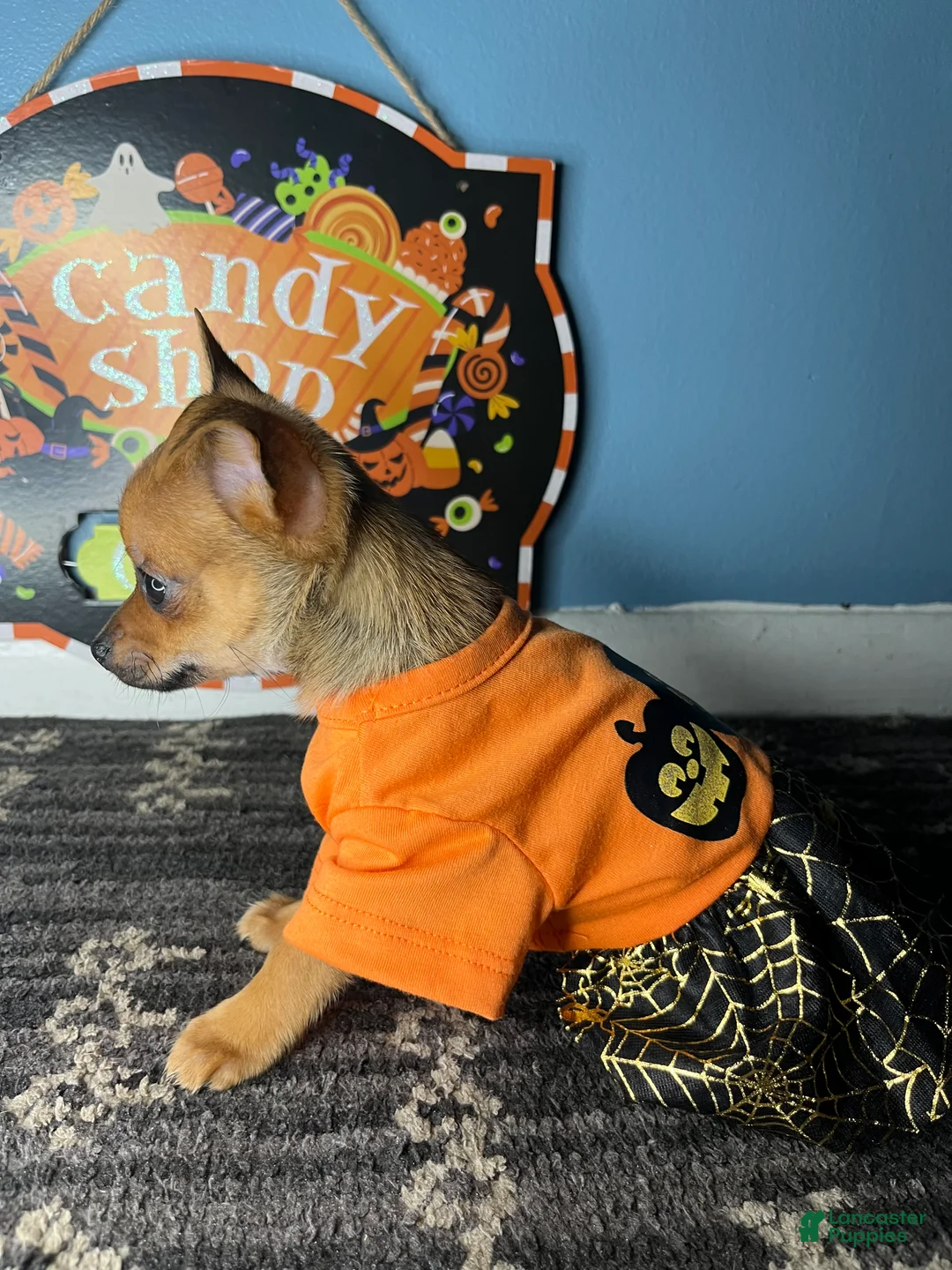 Chihuahua dogs for sale: 🧡MiniChihuahua🧡 - Ad 2