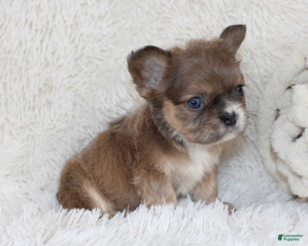 French Bulldog dogs for sale: Fluffy Leo - Ad 2