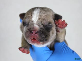 American Bully dogs Fawn Merle Male - Ad 31