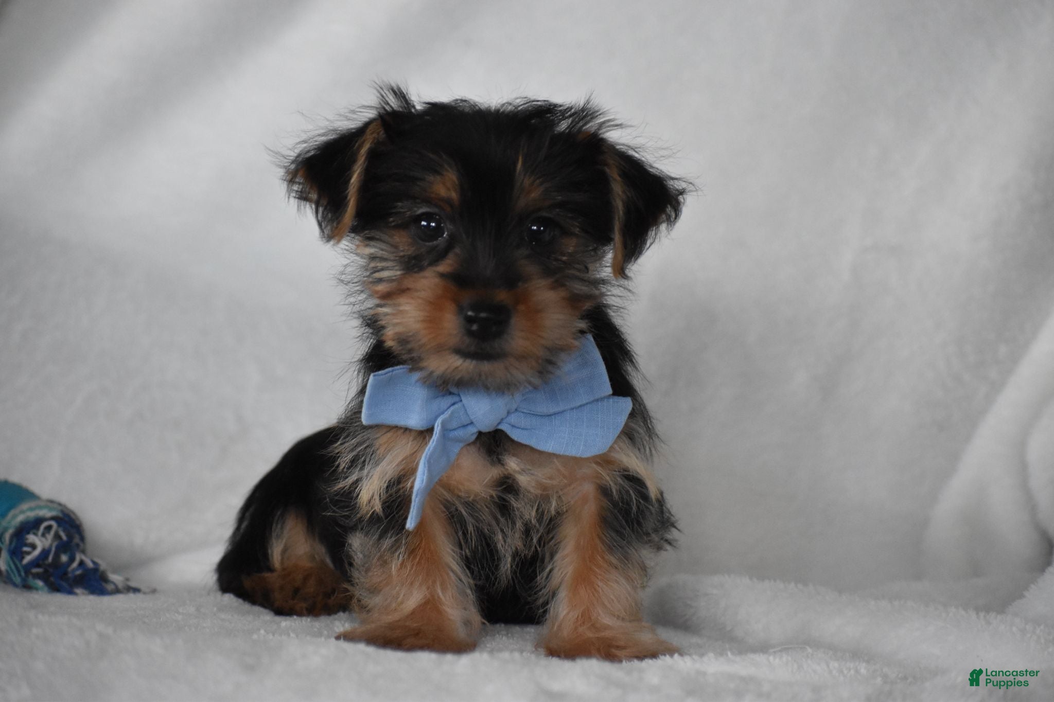 Yorkshire Terrier dogs Blake - Ad 1