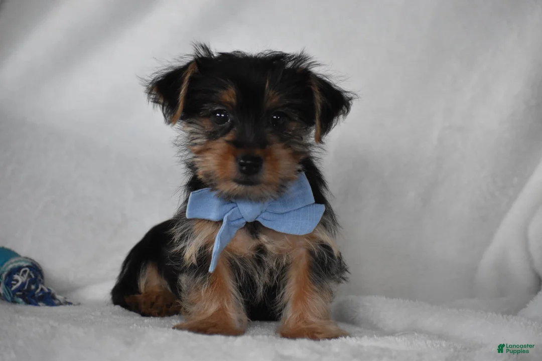 Yorkshire Terrier dogs for sale: Blake - Ad 1