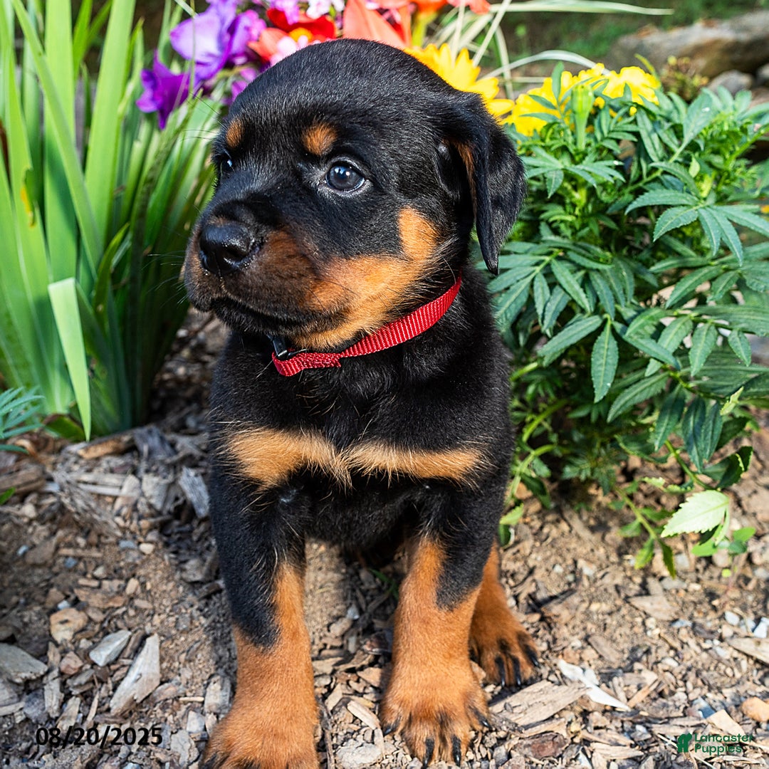 Rottweiler Dog Breed Guide, image size:1080x1080