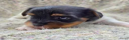 Yorkshire Terrier dogs for sale: Sprout - Ad 3