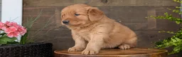 Golden Retriever dogs for sale: Carmen - Ad 9