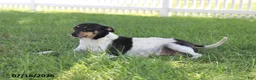 Toy Fox Terrier dogs for sale: Missy - Ad 16
