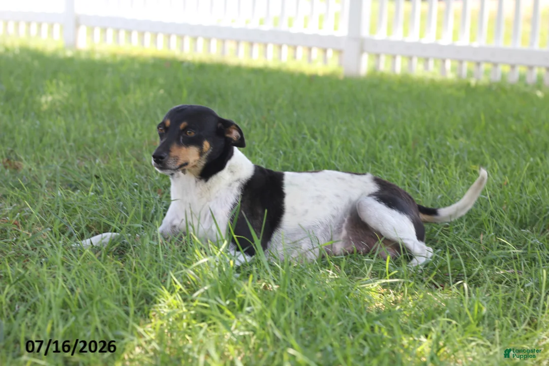 Toy Fox Terrier dogs for sale: Missy - Ad 16