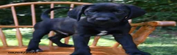 Mixed Breed dogs for sale: Comet - Ad 3