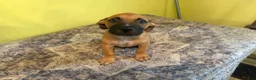 American Pit Bull Terrier dogs for sale: American Pit Bull Terrier 1 - Ad 4