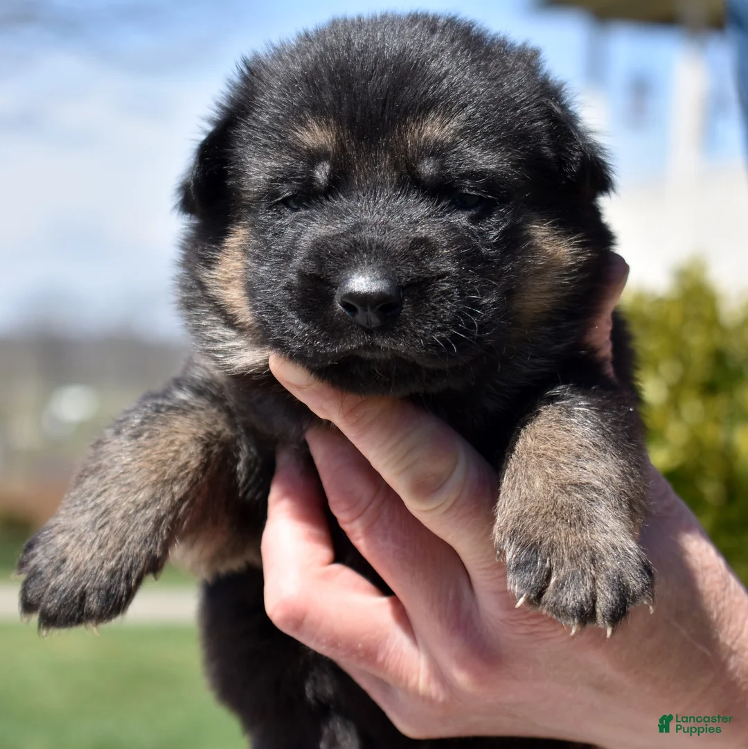 German Shepherd dogs for sale: Athena  - Ad 1