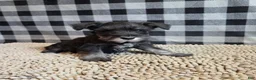 Miniature Schnauzer dogs for sale: Sam - Ad 6
