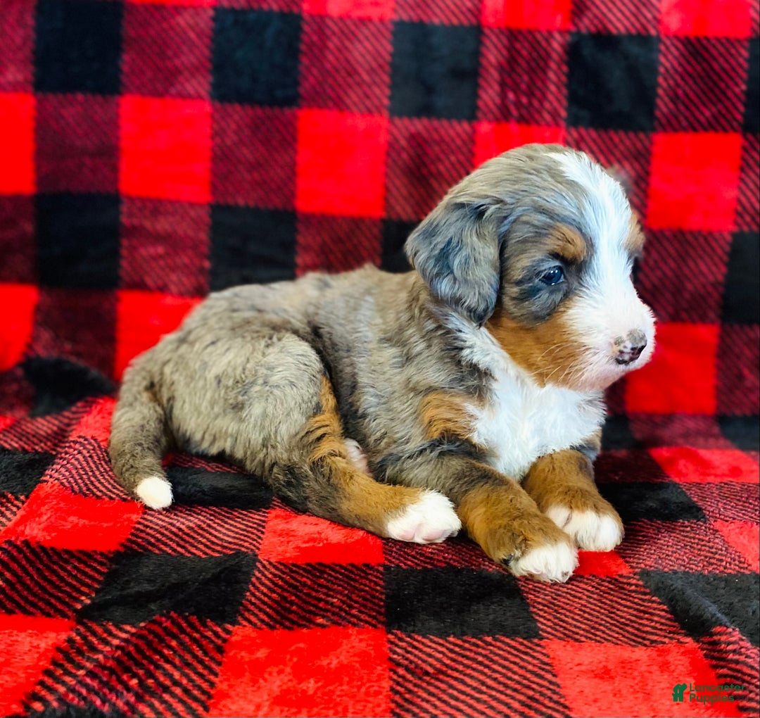 Bernedoodle dogs for sale: Princess - Ad 11