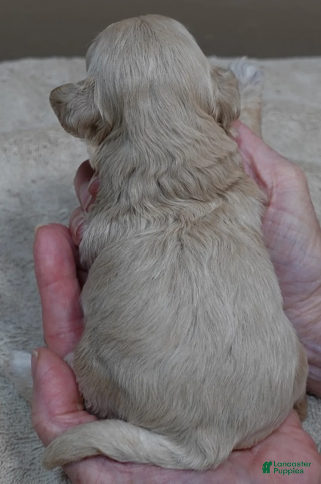 Maltipoo dogs for sale: Beckham - Ad 11