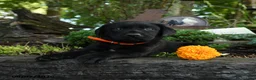 Labrador Retriever dogs for sale: Timmy - Ad 4