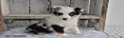 Australian Shepherd dogs for sale: Daisy - Ad 2