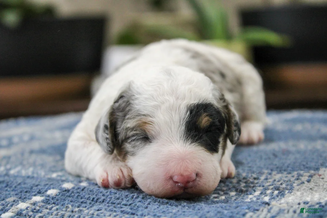 Mini Bernedoodle dogs for sale: Tessie  - Ad 1