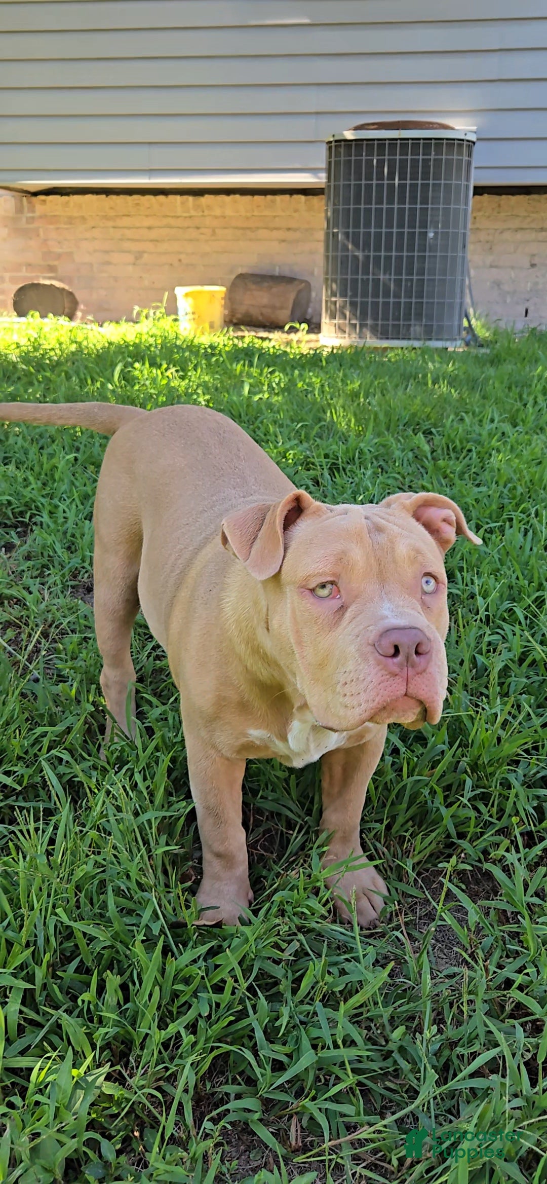American Bully dogs Boulder - Ad 1