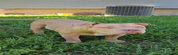 American Bully dogs for sale: Boulder - Ad 1
