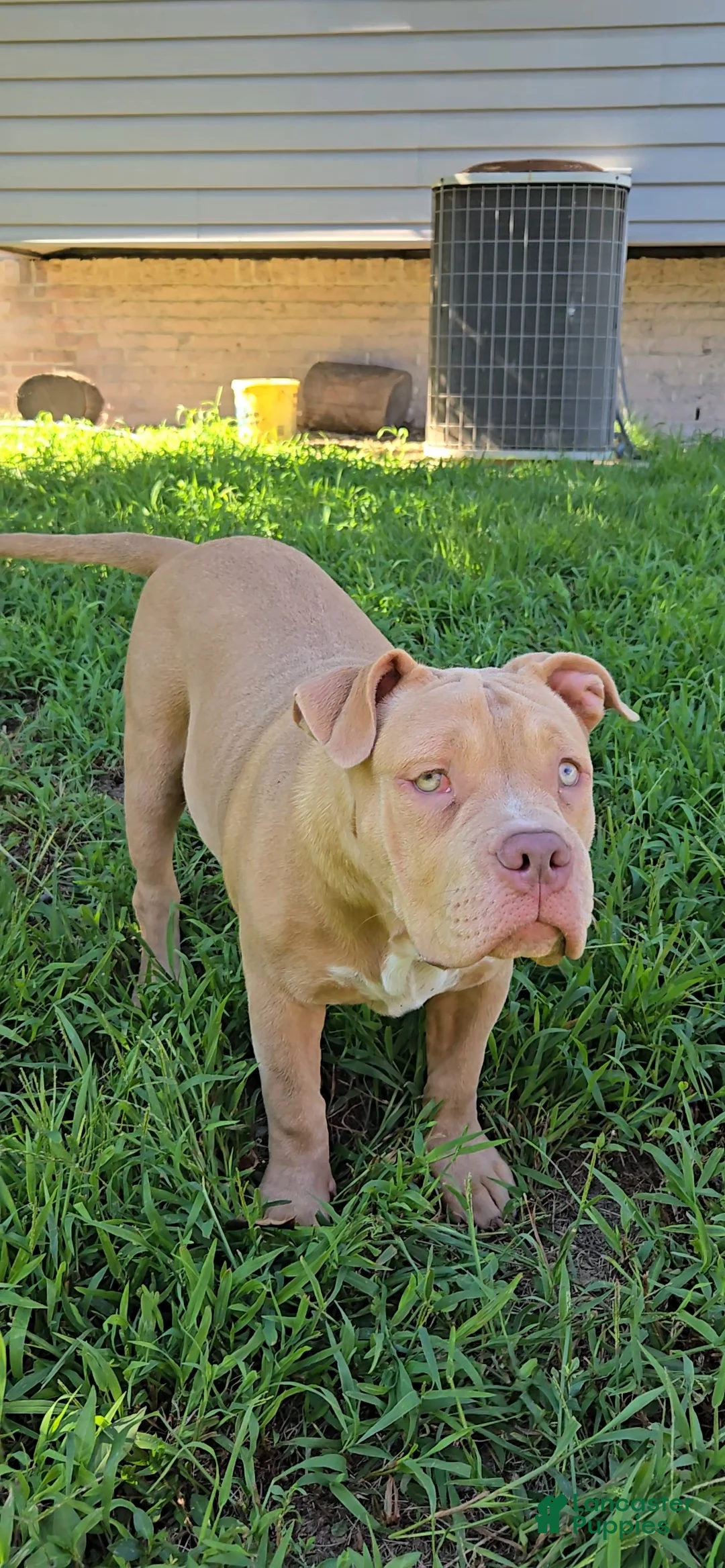 American Bully dogs for sale: Boulder - Ad 1