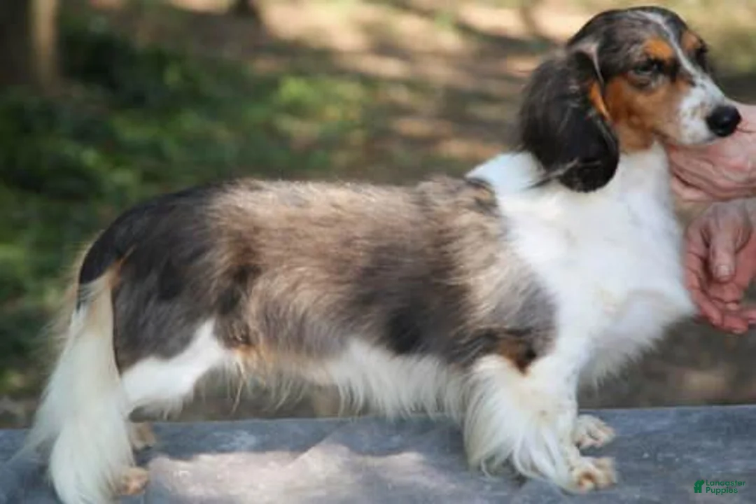 Dachshund dogs for sale: Black and Tan Dapple Piebald Male  - Ad 7