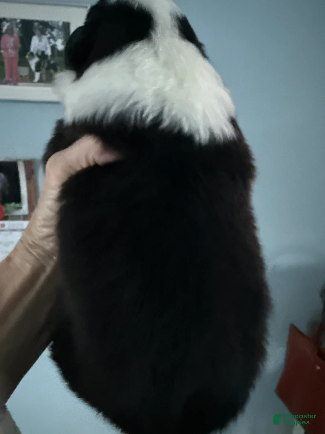 Australian Shepherd dogs for sale: Australian Shepherd Puppy 4 - Ad 4