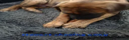 Mixed Breed dogs for sale: Mixed Breed 3 - Ad 3