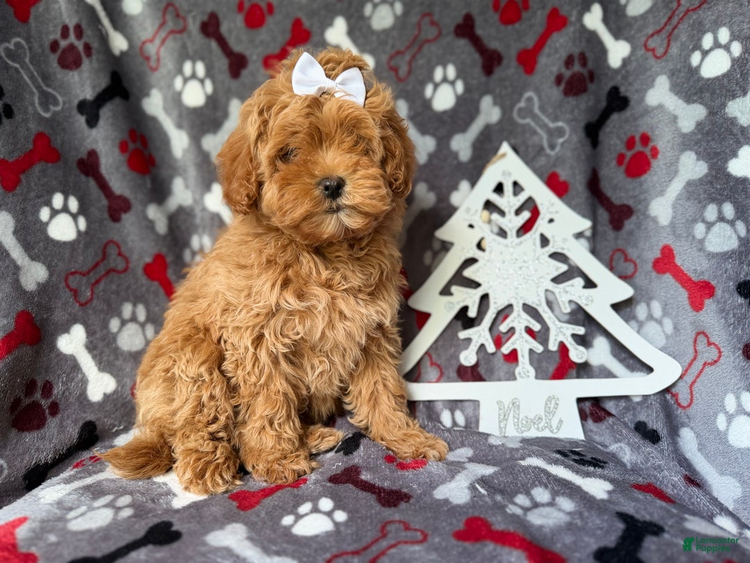 Cockapoo dogs for sale: Noel - Ad 2