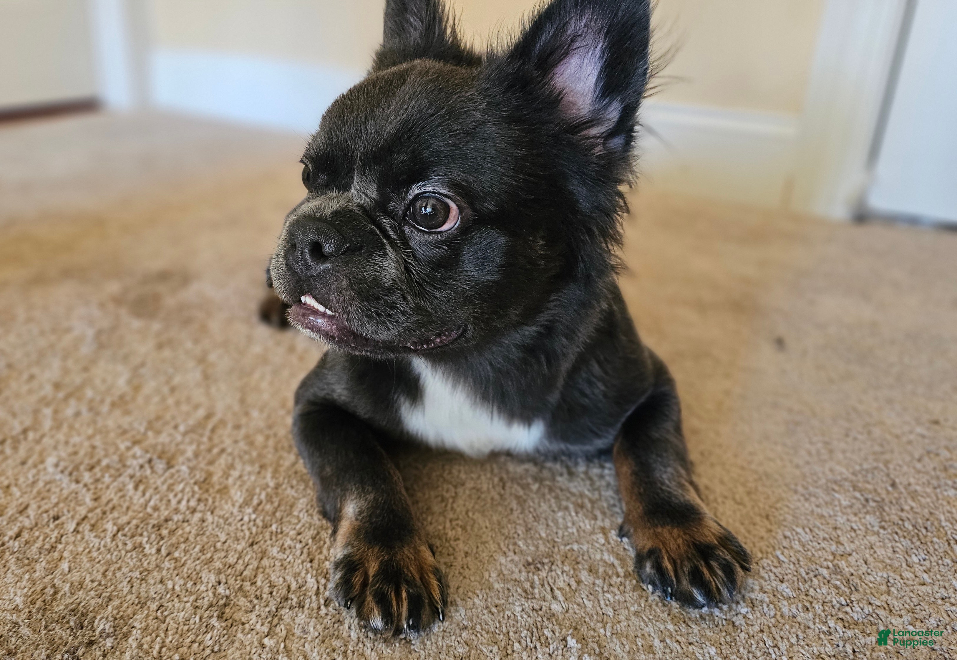 French Bulldog dogs 🐾 Exotic Fluffy French Bulldog Female – 8 Month Long Hair Frenchie - Ad 7