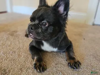 French Bulldog dogs 🐾 Exotic Fluffy French Bulldog Female – 8 Month Long Hair Frenchie - Ad 7