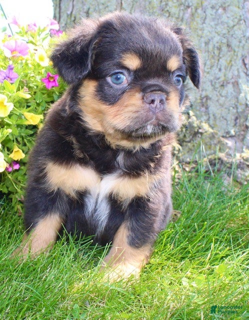 French Bulldog dogs Jamie - Ad 2
