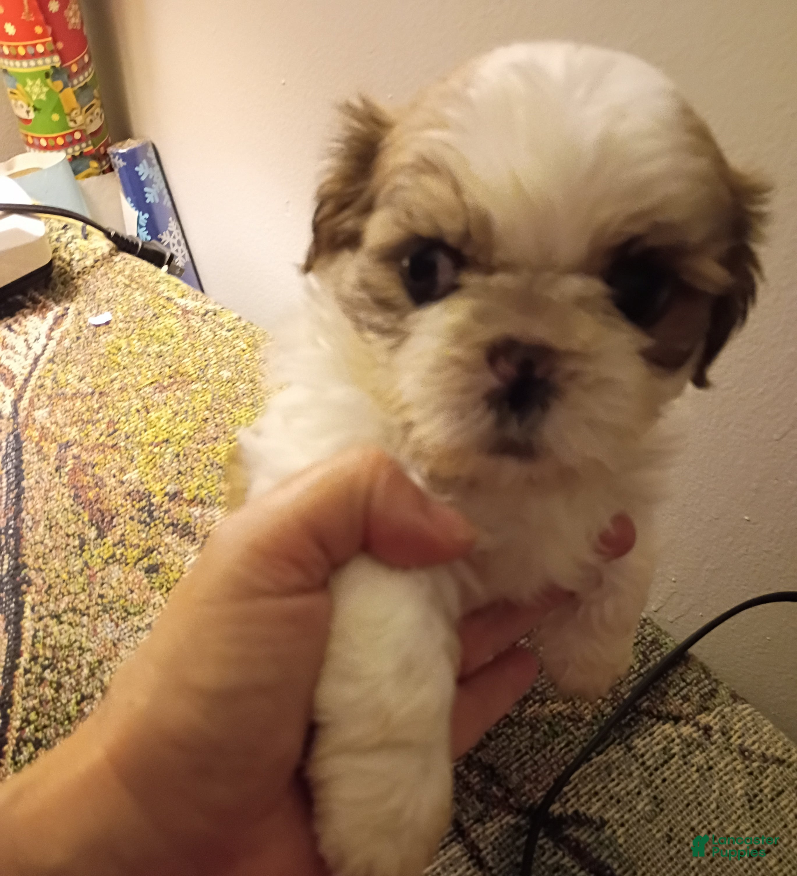 Shih Tzu dogs summer cloud - Ad 26
