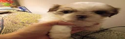 Shih Tzu dogs for sale: summer cloud - Ad 1