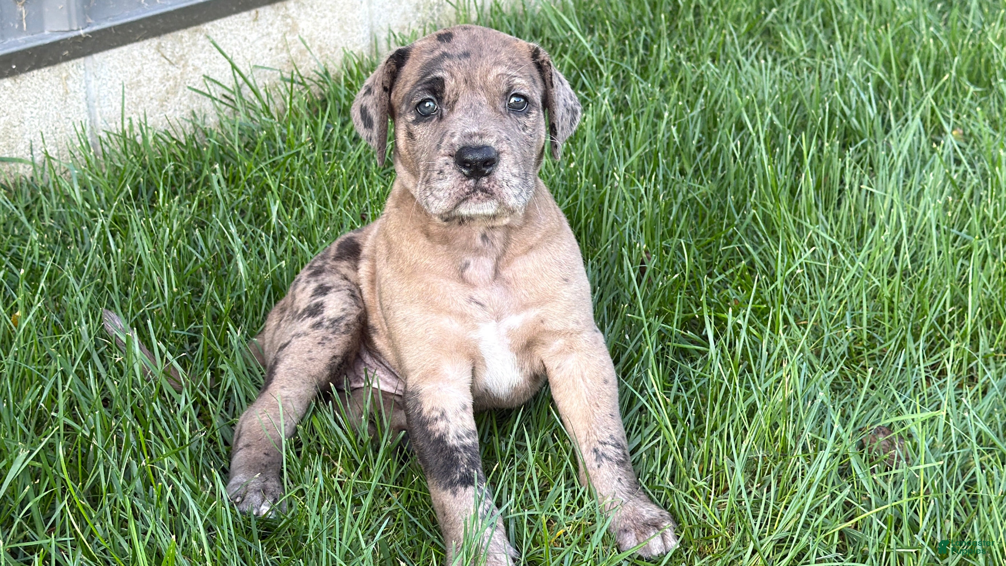 Great Dane dogs Anastasia  - Ad 1