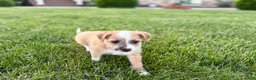 Mixed Breed dogs for sale: Italian greyhound/Havanese Cory  - Ad 7