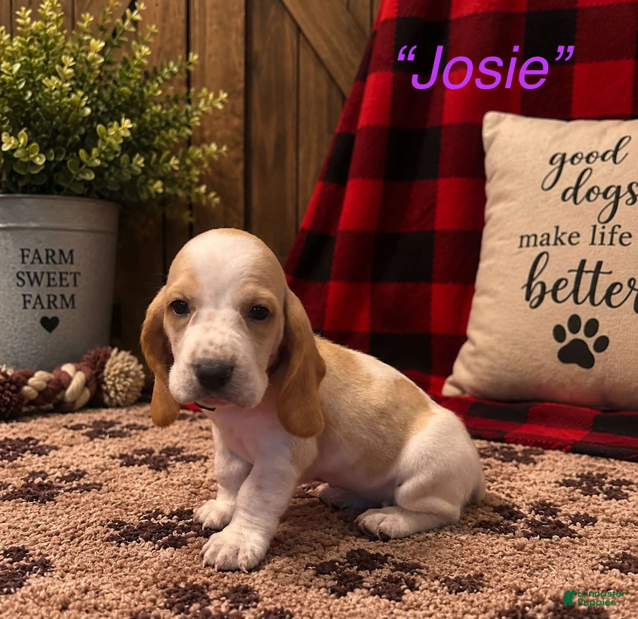 Josie