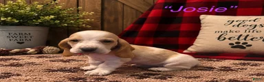 Josie