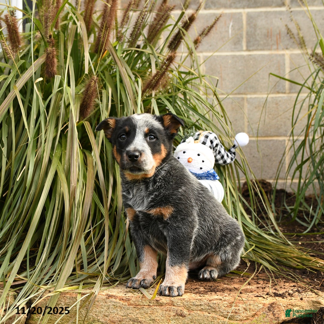 Australian Cattle Dog dogs for sale: Hamlet - Ad 4