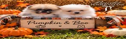 Pomeranian dogs for sale: Pumpkin  - Ad 2