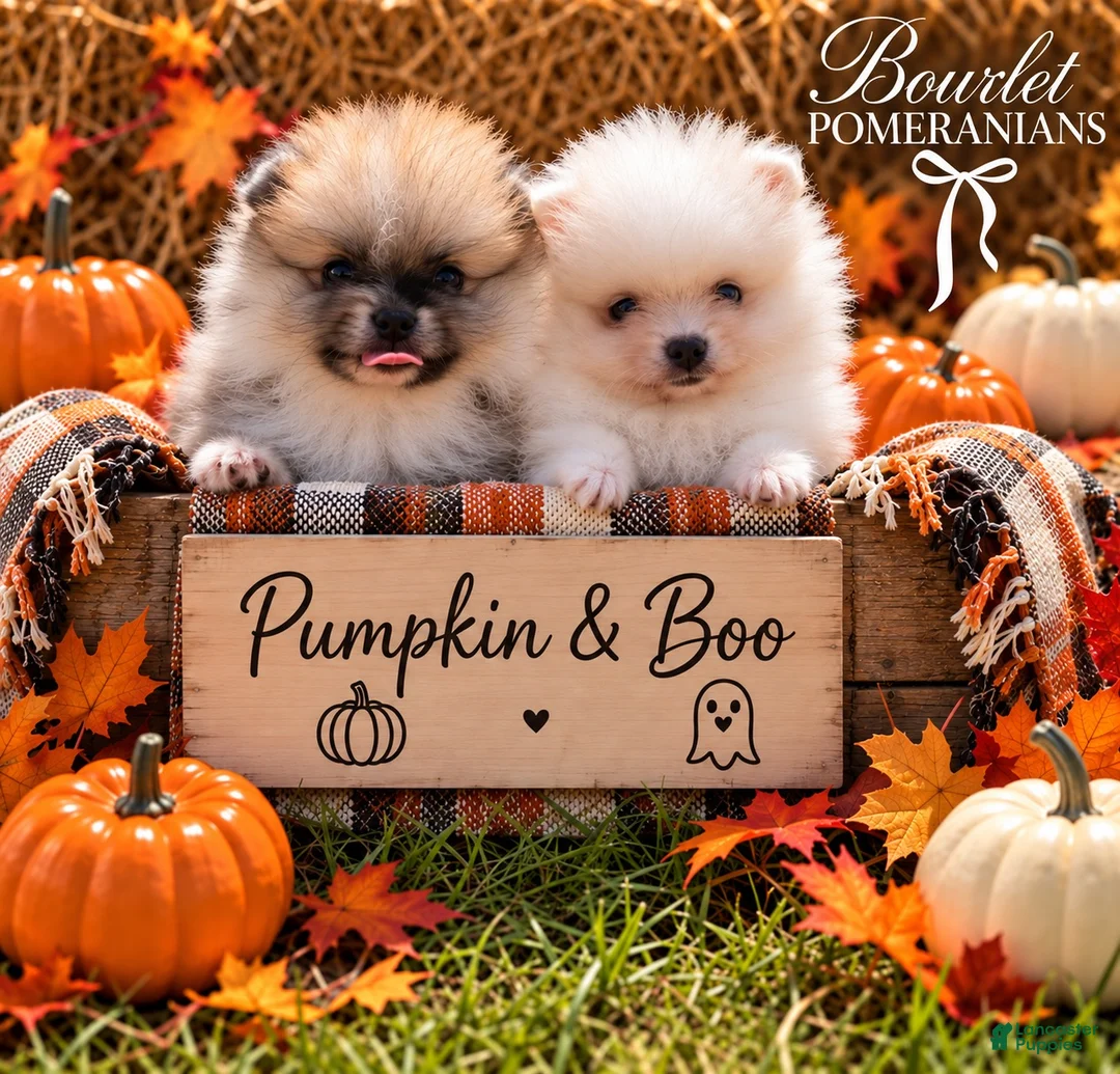 Pomeranian dogs for sale: Pumpkin  - Ad 2