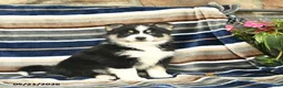 Pomsky dogs for sale: Flicka  - Ad 1