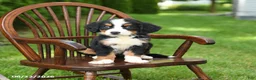 Bernese Mountain Dog dogs for sale: Lottie - Ad 4