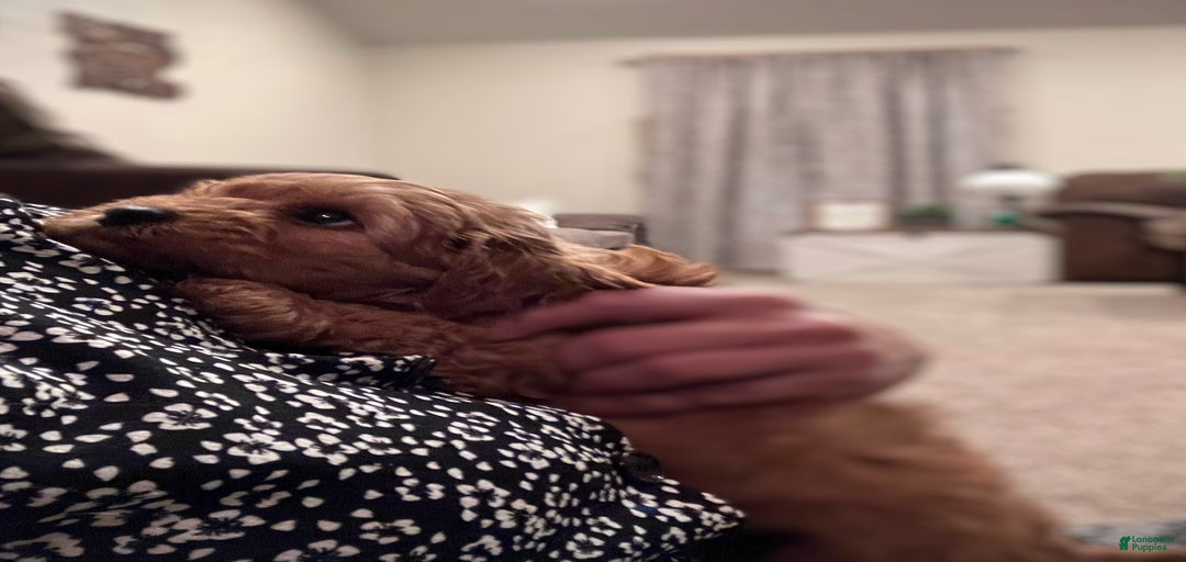 Gallery Image {{count}}