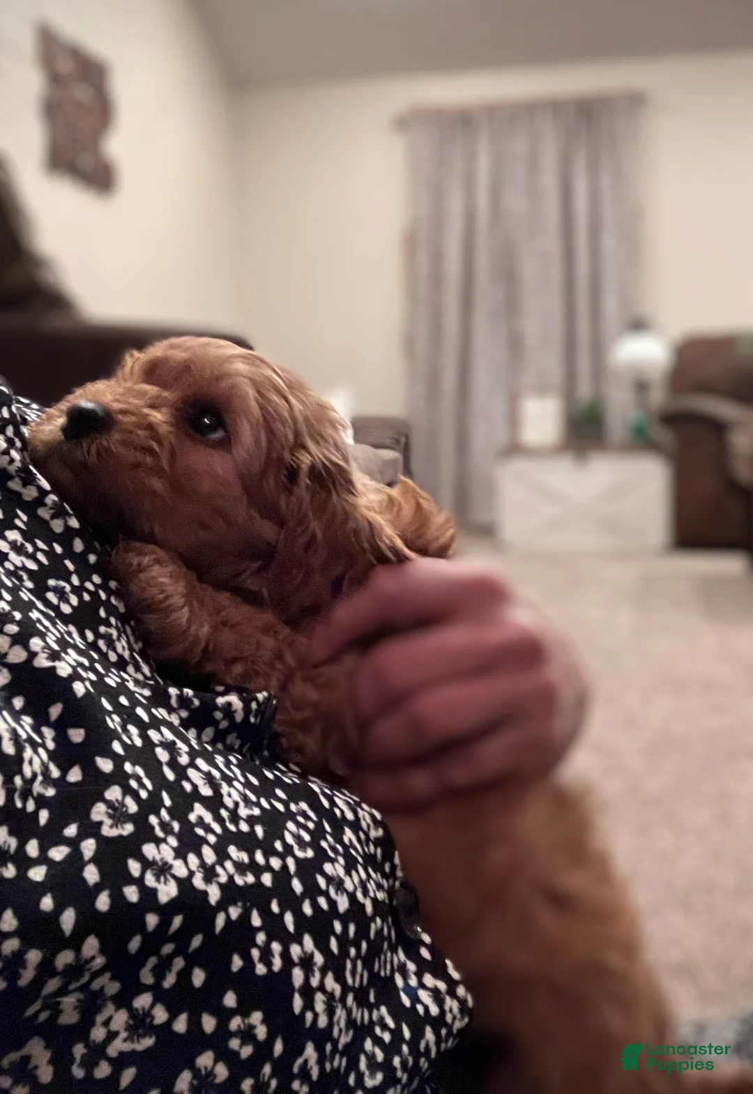 Gallery Image {{count}}