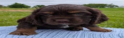 Cocker Spaniel dogs for sale: Yeller - Ad 5