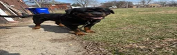 Rottweiler dogs for sale: Puppy 1 - Ad 7