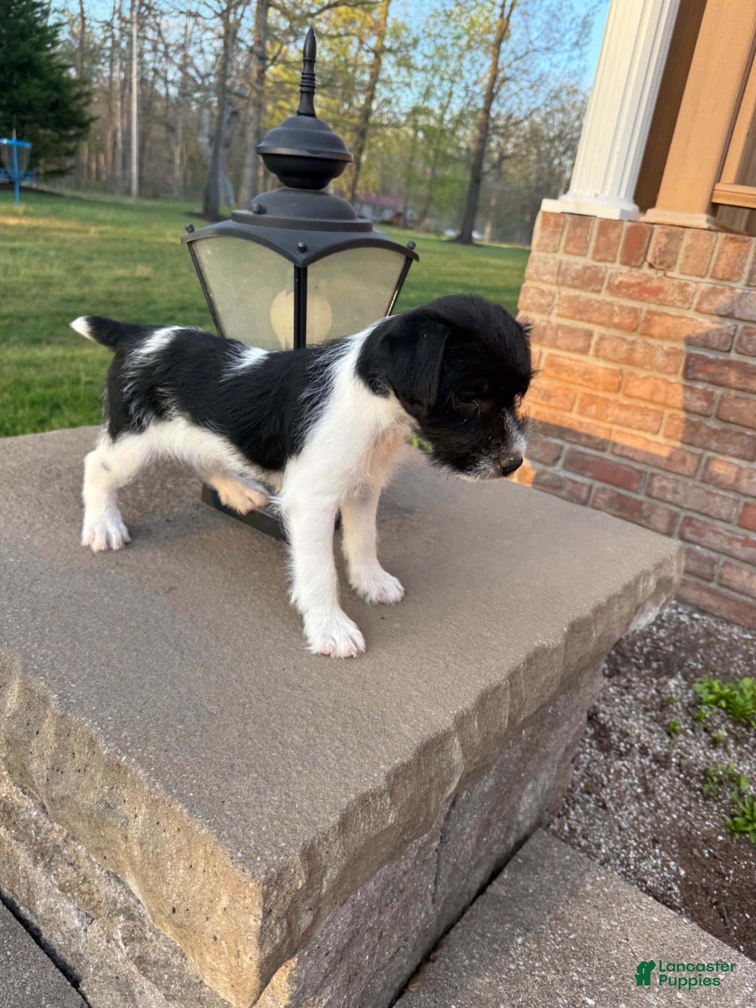 Jack Russell Terrier dogs Jrtca Ruger - Ad 2